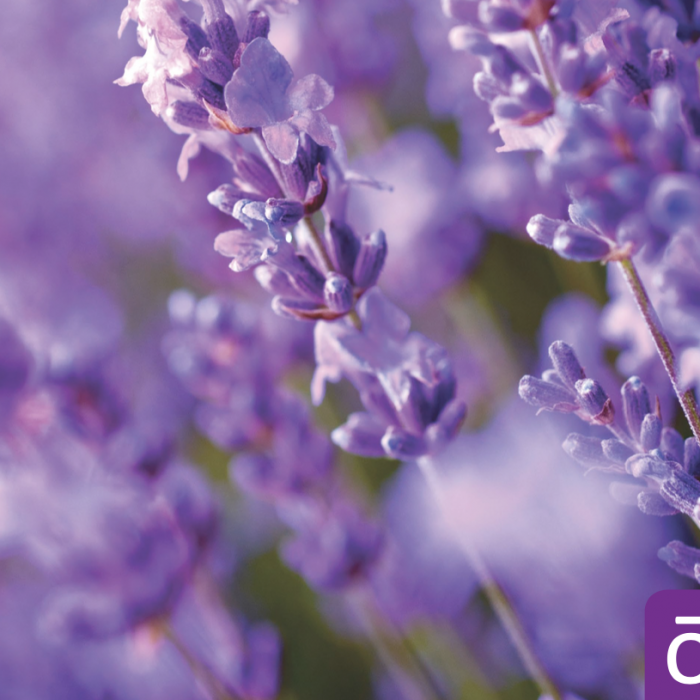 Das dōTERRA Live – die Lifestyle Übersicht als PDF